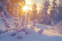 Frozen plant branches covered in snow and frost crystals glowing in golden sunlight during winter morning creating magical bokeh effect in cold weather landscape.