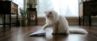 Long-haired white cat reading newspaper on wooden floor in modern living room with natural light from window.