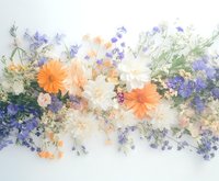 Delicate floral arrangement with orange gerbera daisies, white chrysanthemums, and blue delphinium flowers creating soft, romantic composition on white background.