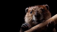 Close up portrait of brown beaver holding wooden branch against dark background, showing detailed fur texture and characteristic rodent features.