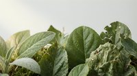 Fresh green leafy vegetables with textured leaves on white background, organic produce for healthy cooking and nutrition concepts.