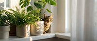 Tabby cat sitting among green houseplants on white windowsill in bright natural sunlight creating cozy indoor garden atmosphere for home decor.