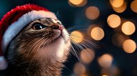 Adorable cat wearing red and white Santa hat against blurred Christmas lights background, looking up with wonder, creating festive holiday atmosphere.