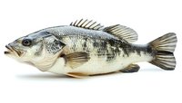 Fresh largemouth bass fish isolated on white background, detailed side view showing scales, fins and natural coloring. Great for fishing and seafood designs.