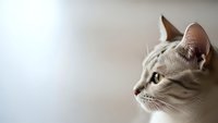 Adorable gray tabby kitten in profile with bright eyes and alert expression against soft neutral background for pet care and animal wellness content.