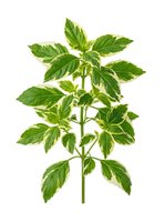 Fresh mint plant with variegated green and yellow leaves isolated on white background, ready for culinary, herbal, and botanical design applications.