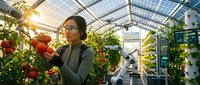 Young woman with dark hair and glasses, wearing a dark green jacket, harvesting ripe red tomatoes in a modern greenhouse with glass panels and vertical growing systems, sustainable agriculture and urban farming.