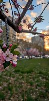 Pink cherry blossoms blooming on tree branch in urban park during golden hour sunset with apartment buildings and city lights in soft focus background.