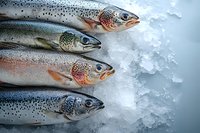 Fresh raw rainbow trout and salmon fish on crushed ice background, close up view of sustainable seafood catch arranged in row pattern.