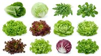 Assorted fresh leafy greens including romaine, iceberg, arugula, and mixed lettuce varieties isolated on white background for culinary, nutritional, and healthy eating design projects.