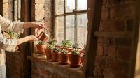 Woman tending to small potted plants on rustic brick windowsill in warm sunlight, indoor gardening and plant care in cozy home setting.