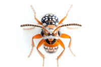 Orange and black striped bee on white background, macro photography showing detailed insect anatomy with compound eyes, antennae and segmented body structure.