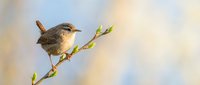 Small brown wren perched on budding branch against soft blurred background. Spring wildlife photography capturing songbird in natural habitat during golden hour.