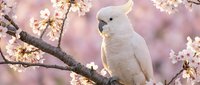White cockatoo perched on blooming cherry blossom branch with soft pink background. Spring wildlife scene with exotic bird among delicate flowers.