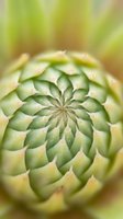 Fresh pineapple crown top view showing natural geometric spiral pattern with green and yellow scales in macro detail for tropical food photography.