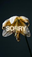 Wilting lily with glowing sorry text on dark background, evoking apology, regret, and emotional depth for greeting cards.