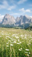 White daisies blooming in alpine meadow with majestic mountain peaks and blue sky background creating serene natural landscape for outdoor adventure concepts.