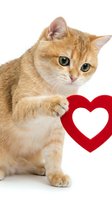 Adorable orange tabby kitten with green eyes playing with red heart shape on white background, isolated for Valentine's Day designs and pet love concepts.