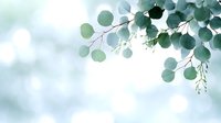 Delicate eucalyptus branches with round silver-green leaves against soft blurred background in pastel blue tones create serene natural composition for wellness designs.