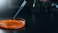 Laboratory pipette dropping sample into petri dish with orange culture medium for scientific research and microbiological testing in dark setting.