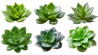 Isolated succulent plants with thick green leaves on transparent background, ready for design projects, web graphics, and botanical illustrations.