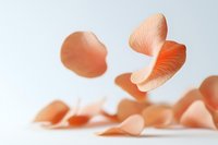 Delicate coral rose petals floating in soft light against white background, creating gentle movement and ethereal atmosphere for romantic and wedding designs.