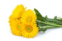 Fresh yellow gerbera daisy bouquet with green stems and leaves isolated on white background, ready for floral design and greeting cards.
