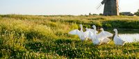 Young woman in white dress lying in wildflower meadow near windmill and water, relaxed summer lifestyle scene for travel and leisure content.