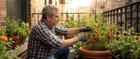 Senior man tending to tomato plants on urban balcony garden with terracotta pots and green foliage in warm sunlight for healthy lifestyle and retirement.