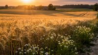 Golden wheat field at sunset with wildflowers blooming along rural path creating warm agricultural landscape for farming and countryside concepts.