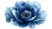 Blue peony flower bloom isolated on transparent background for floral design projects and decorative artwork applications.