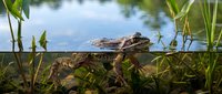 Crocodile resting in shallow water among aquatic plants with reflection of sky visible, suitable for wildlife, nature documentaries, and educational content about reptiles and wetland ecosystems.