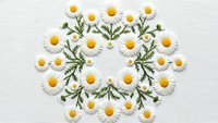 White daisies arranged in decorative floral pattern on clean background for spring design projects and botanical artwork applications.