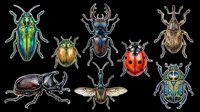 Colorful insect collection featuring beetles, ladybug, and wasp isolated on transparent background. Ready for clipart, t-shirt design, stickers, print-on-demand, and sublimation projects.