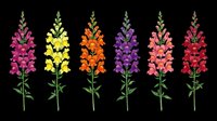 Colorful lupine flowers in six vibrant varieties isolated on transparent background, ready for t-shirt designs, clipart, stickers, sublimation, and print-on-demand projects.