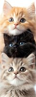 Close-up portrait of three adorable kittens with blue eyes - ginger, black, and cream colored Persian cats stacked vertically, looking directly at camera.