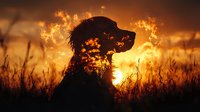 Silhouette of dog against dramatic sunset sky with golden light shining through tall grass and wildflowers creating magical backlit atmosphere in nature.