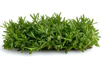 Fresh green savory herb bunch isolated on white background, aromatic Mediterranean cooking ingredient with dense foliage and tender stems.