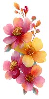 Watercolor floral composition with pink and yellow blooms featuring delicate petals and golden stamens on white background for greeting cards and invitations.