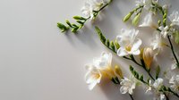 Elegant white freesia flowers with green stems on light gray background, creating soft minimalist composition for wedding invitations or spa branding.