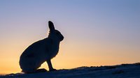 Rabbit silhouette against colorful sunset sky creating dramatic wildlife scene for nature photography and outdoor adventure themes.