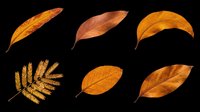 Autumn leaves in various shapes and golden brown tones, isolated on transparent background. Ready for clipart, t-shirt design, stickers, print-on-demand products, and sublimation projects.