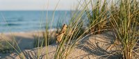 Coastal dune grass swaying in ocean breeze with sandy beach and blue sea in background. Natural seaside landscape for travel and vacation concepts.