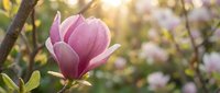 Pink magnolia flower blooming in spring garden with soft blurred foliage background, suitable for nature and botanical design projects.