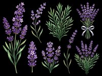 Lavender flowers isolated on transparent background, ready for t-shirt design, clipart, stickers, sublimation and print-on-demand products.