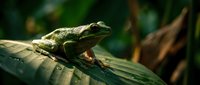 Green tree frog sitting on bamboo leaf in tropical rainforest environment with natural bokeh background for wildlife and nature photography projects.