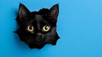 Black cat with yellow eyes peeking through torn blue paper hole, curious feline portrait for pet advertising, veterinary clinic promotions, animal welfare campaigns.