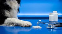Dog paw with veterinary supplies on blue surface. Pet healthcare and medical treatment concept for animal clinics and veterinary services.