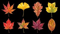 Autumn leaves collection in red, orange, yellow and green tones, isolated on transparent background. Great for t-shirt design, stickers, clipart, sublimation, print on demand.
