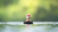 Red-crested pochard duck swimming in calm water with soft green bokeh background, wildlife photography showing waterfowl in natural habitat.